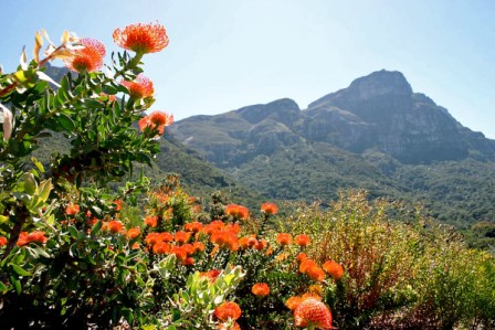 Cape Town - Kirstenbosch Gardens - South Africa